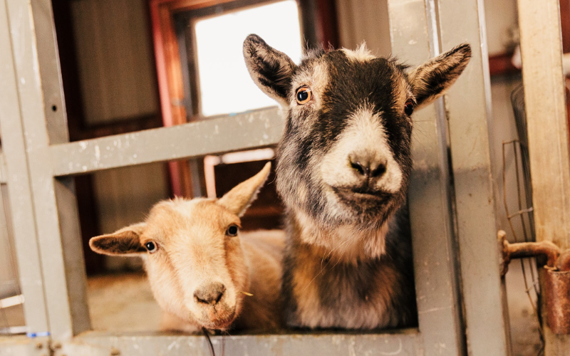 HVCR Preschool Carousel Images - Goat Faces