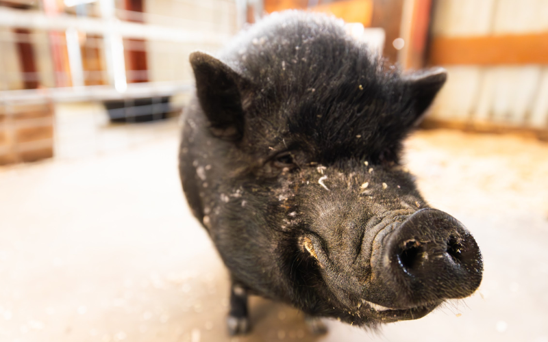 HVCR Preschool Carousel Images - Pig Face