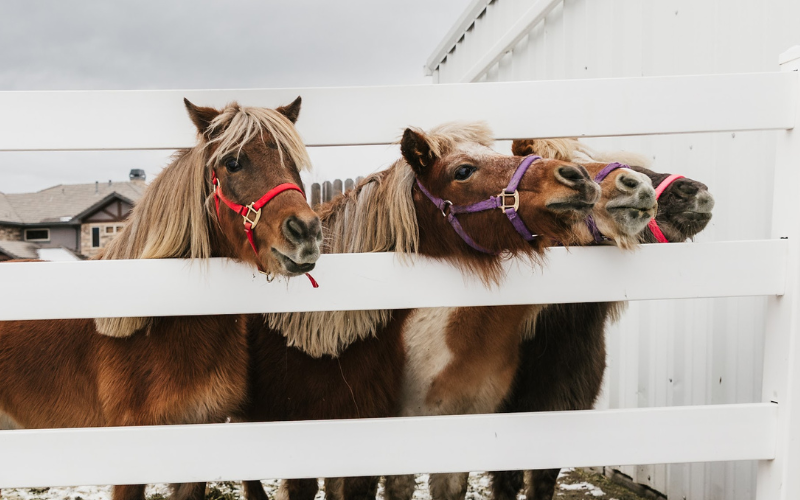 HVCR Preschool Carousel Images - Ponies at Fence