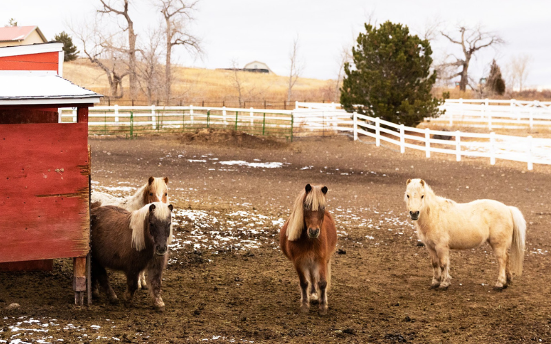 HVCR Preschool Carousel Images - Ponies in Turnout