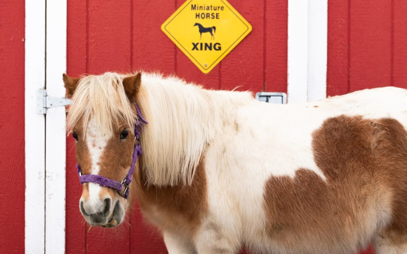 HVCR Preschool Carousel Images - Pony Crossing