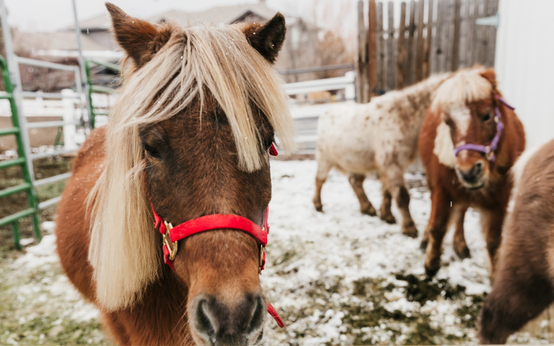 HVCR Preschool Carousel Images - Winter Ponies